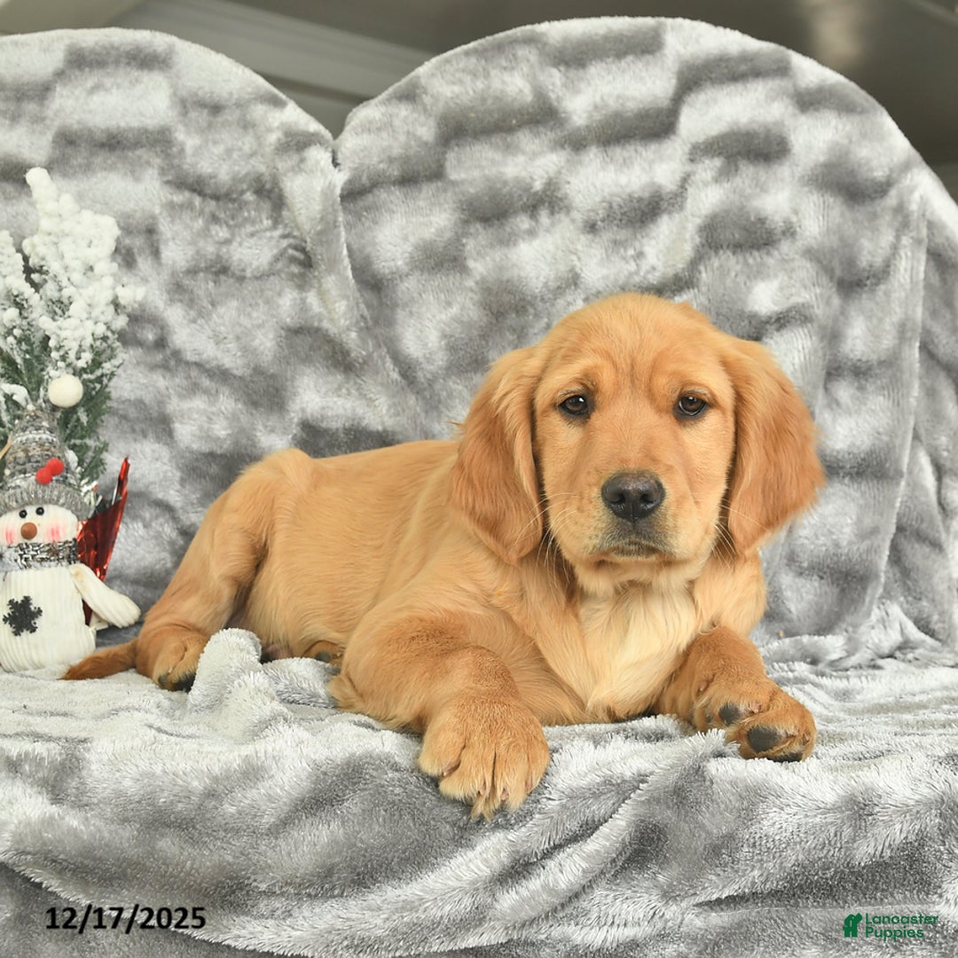Miniature Golden Retriever dogs for sale: Banjo  - Ad 3