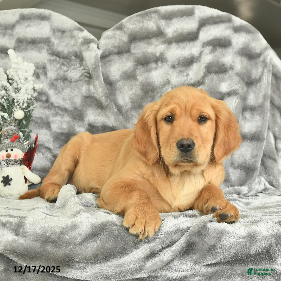 Miniature Golden Retriever dogs for sale: Banjo  - Ad 3