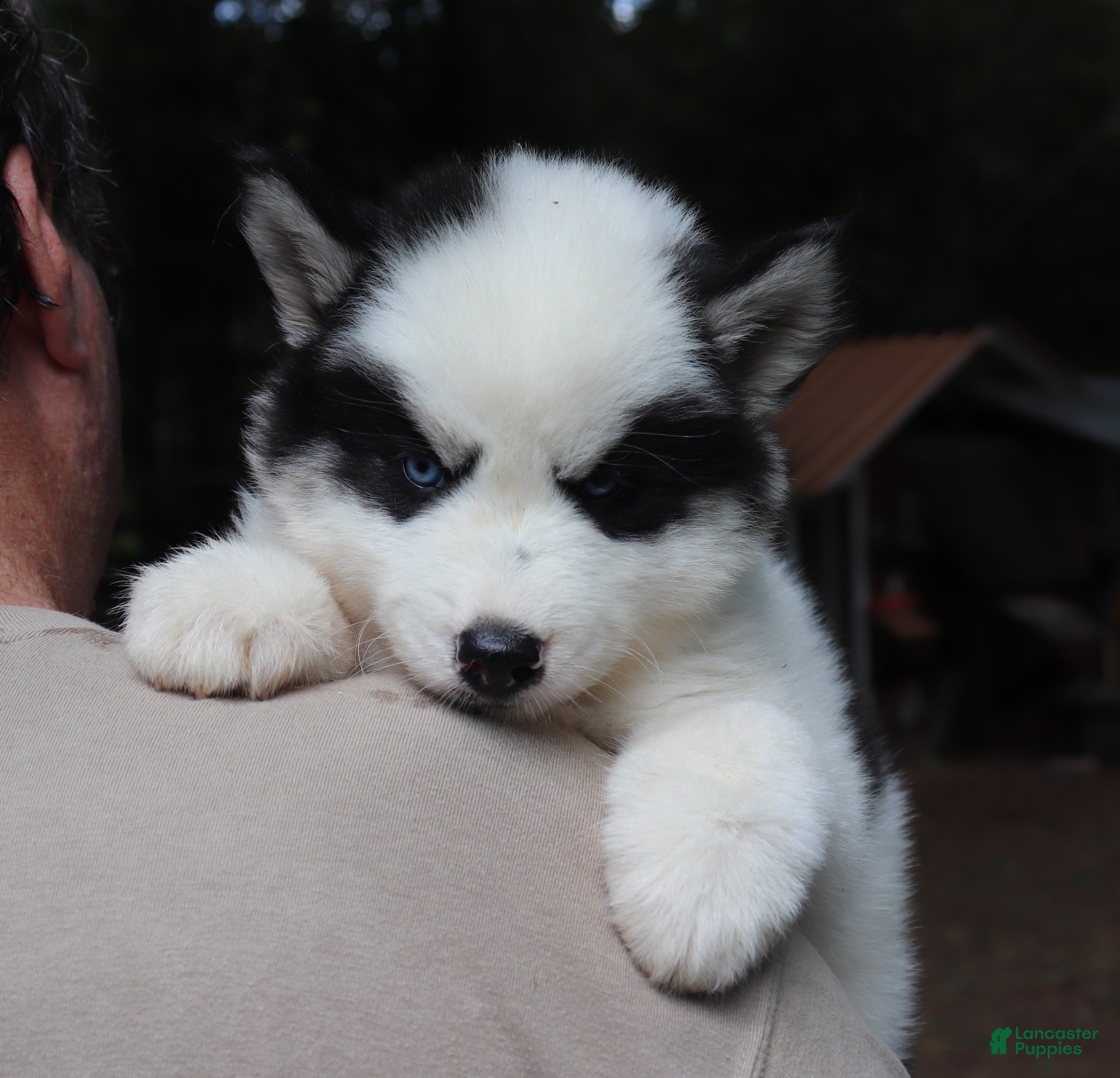Siberian Husky Puppies for sale in Gaffney, South Carolina