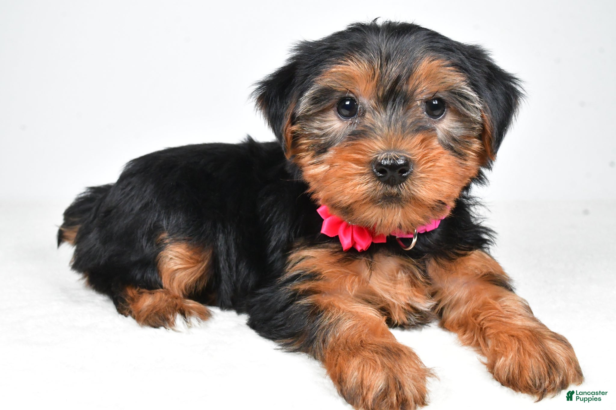Morkie dogs Allie - Ad 1