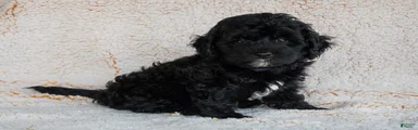 Bernedoodle 6