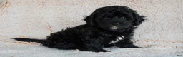 Bernedoodle dogs for sale: Bernedoodle 6 - Ad 1