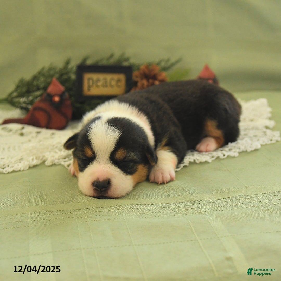 Welsh Corgi Pembroke dogs for sale: Pupcake - Ad 2