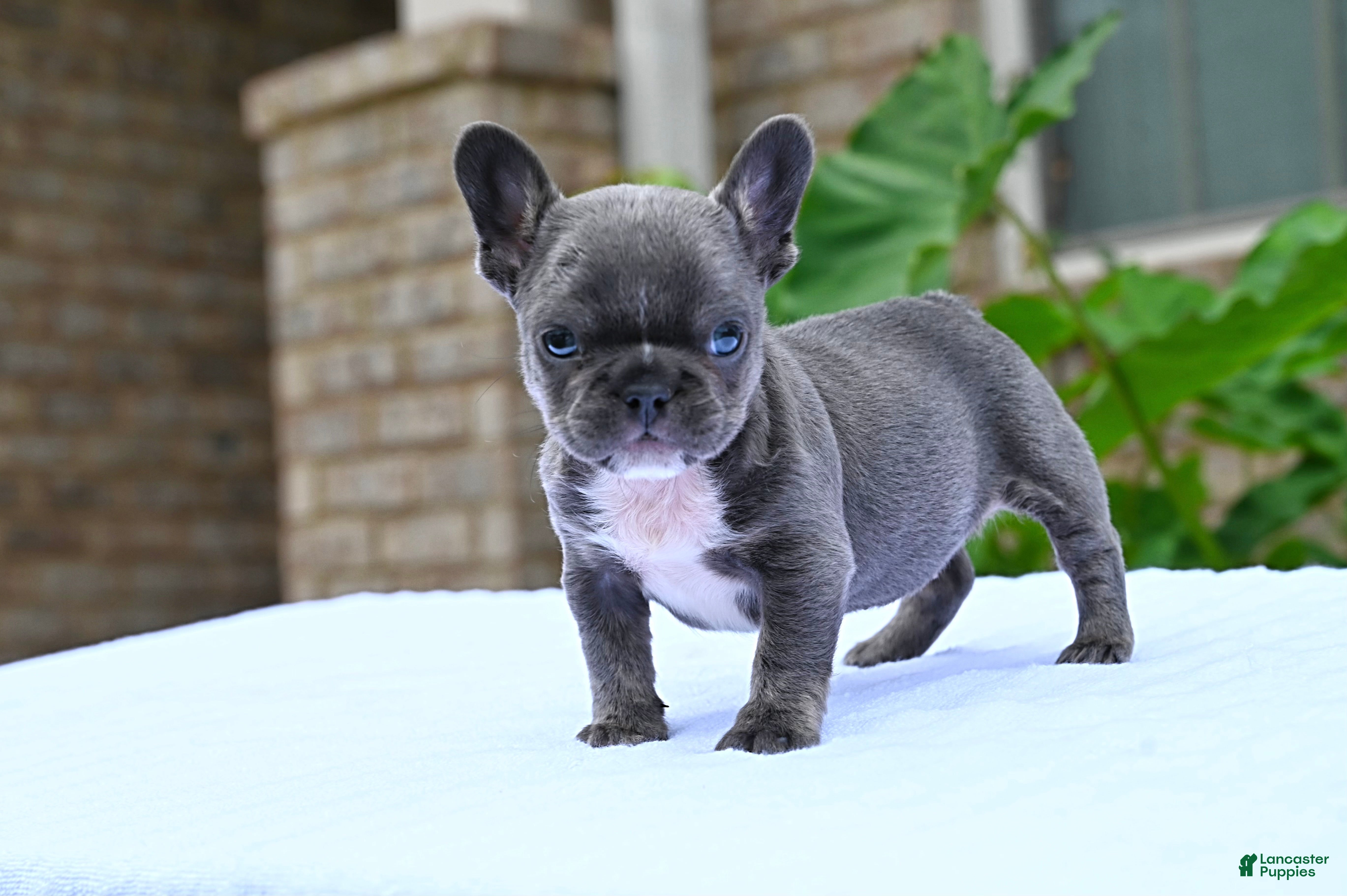 French Bulldog dogs French Bulldog 1 - Ad 1