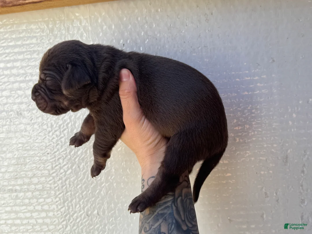 Catahoula Leopard Dog dogs for sale: Boy 2 - Ad 2