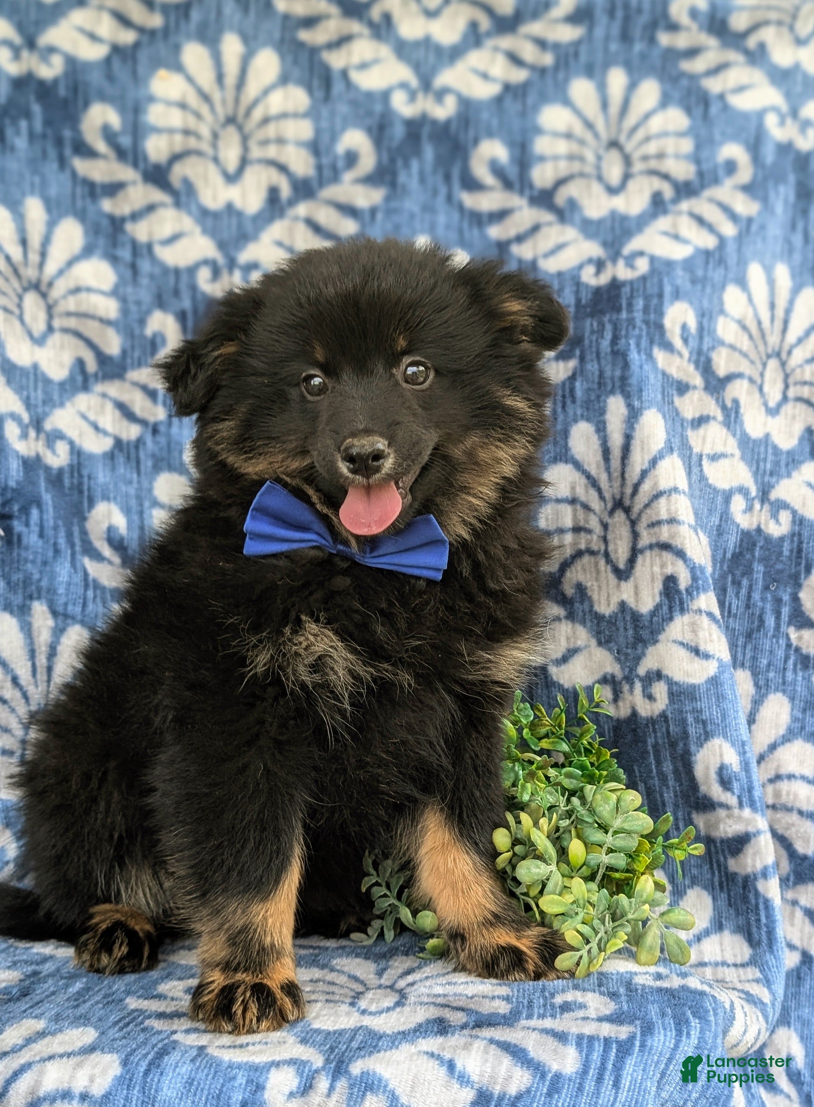 Pomeranian dogs Corbett - Ad 2