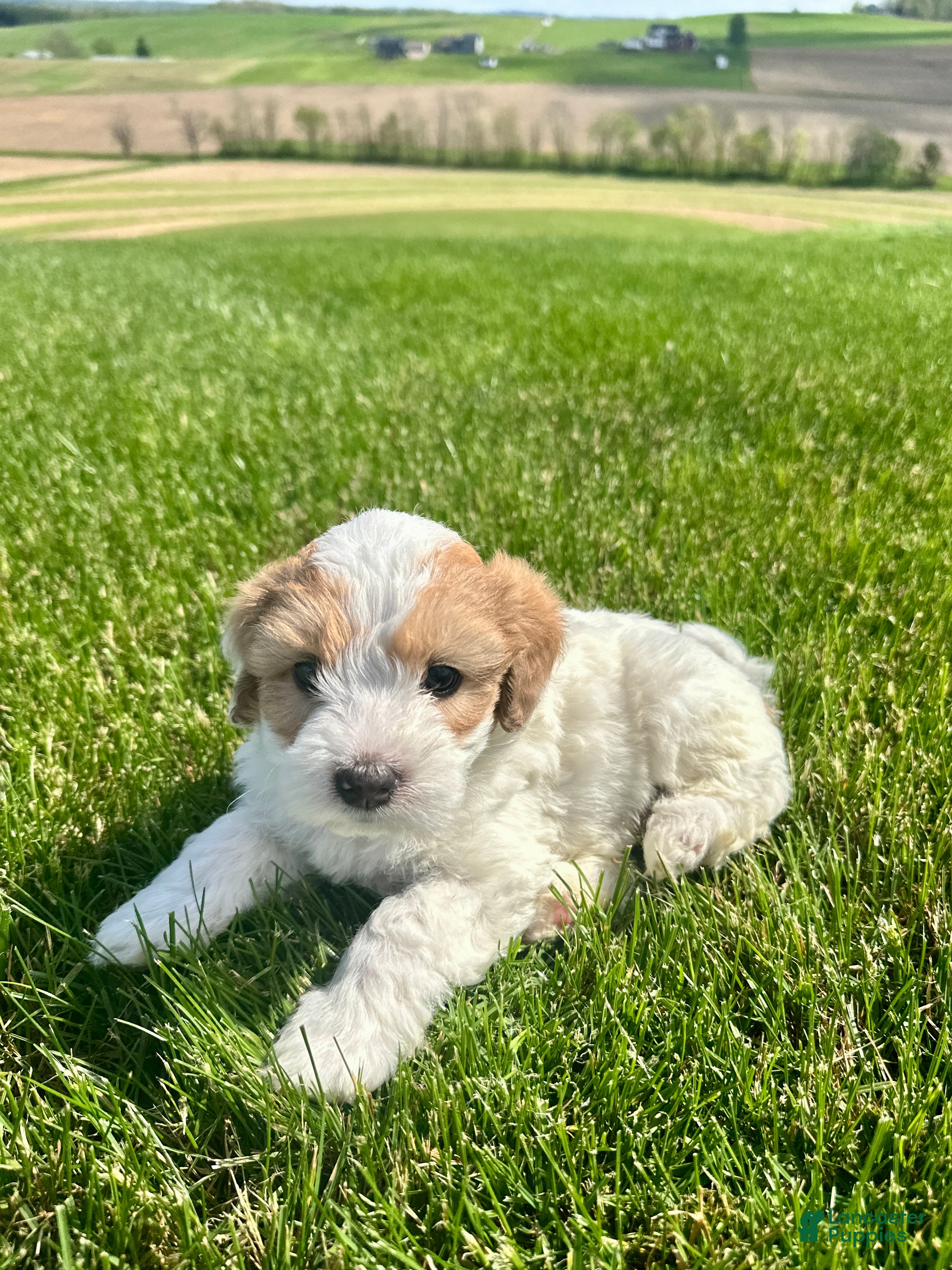 Mini Aussiedoodle dogs Leo - Ad 2