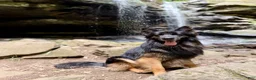 German Shepherd dogs for sale: Remi - Ad 7
