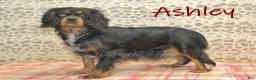 Cavapoo dogs for sale: Victoria - Ad 4