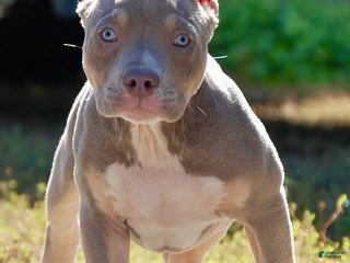 American Bully dogs - Ad 24