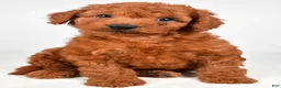 Mini Goldendoodle dogs for sale: Teddy - Ad 2