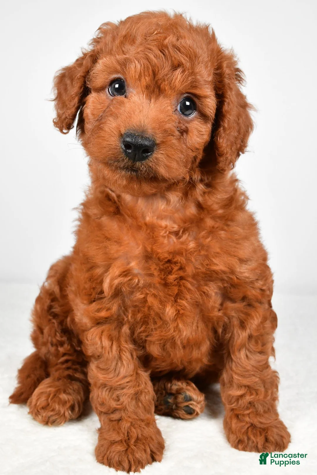Mini Goldendoodle dogs for sale: Teddy - Ad 2