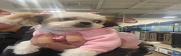 Shih Tzu dogs for sale: Shih Tzu Puppy 1 - Ad 6