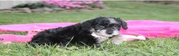 Miniature Poodle dogs for sale:  Bella - Ad 4