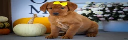 Labrador Retriever dogs for sale: NELLY - Ad 19
