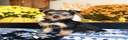 Shorkie dogs for sale: Tootsie - Ad 1