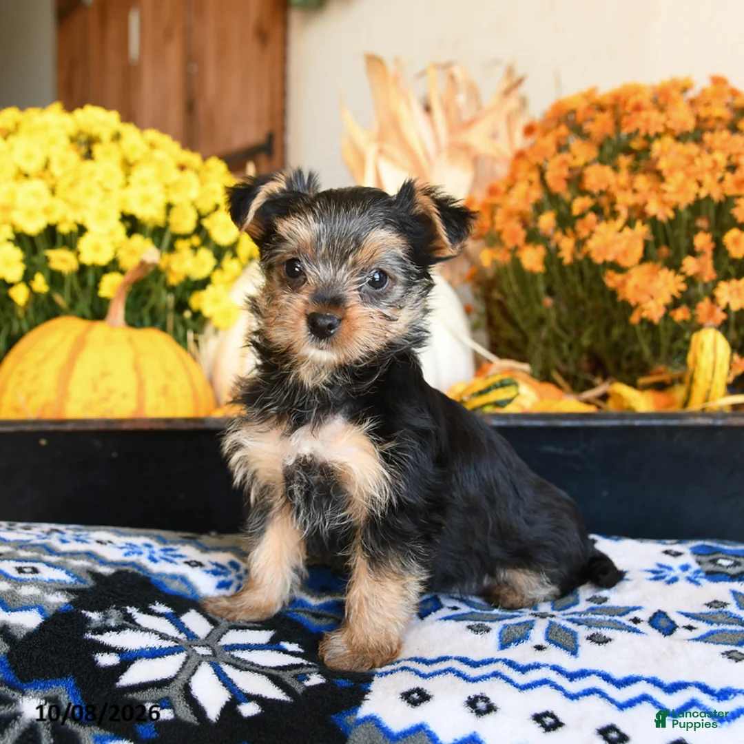Shorkie dogs for sale: Tootsie - Ad 1