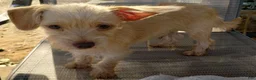 Mixed Breed dogs for sale: Boy - Ad 4