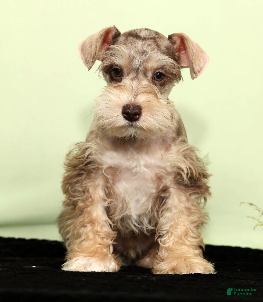 Miniature Schnauzer dogs for sale: Hunter - Ad 2