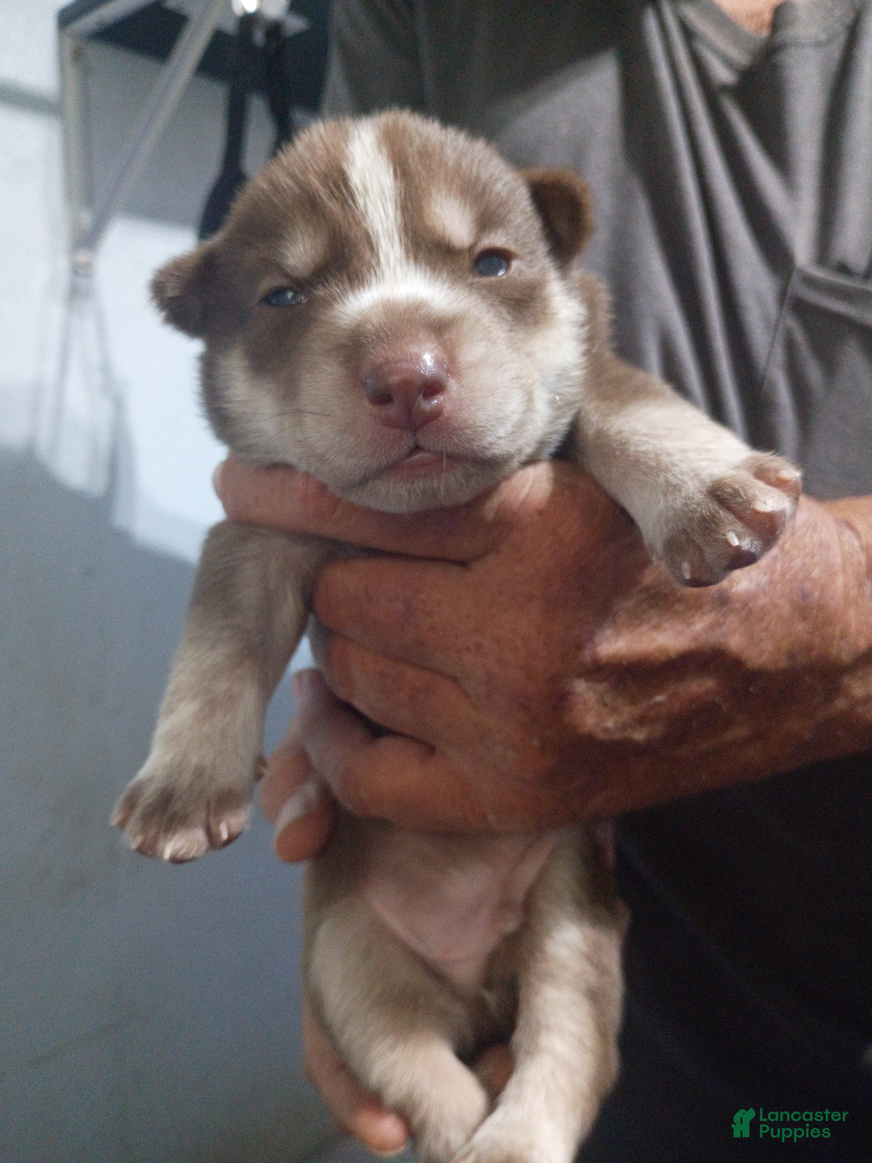 Siberian Husky dogs Light Blue Collar 6th Born - Temp Name is Skye - Ad 6