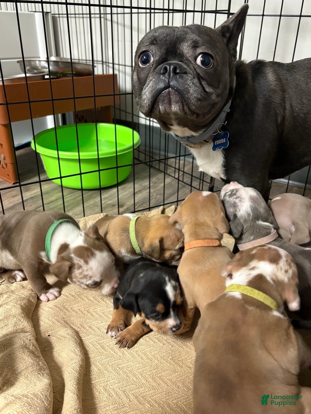 American Bully dogs for sale: Urban - Ad 3