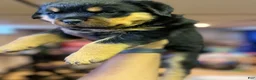 Rottweiler dogs for sale: Rottweiler 4 - Ad 5