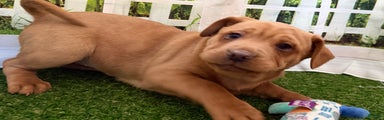 Mixed Breed Puppy 3