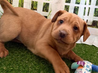 Mixed Breed dogs Mixed Breed Puppy 3 - Ad 21