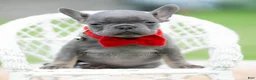 French Bulldog dogs for sale: Gumbo - Ad 1