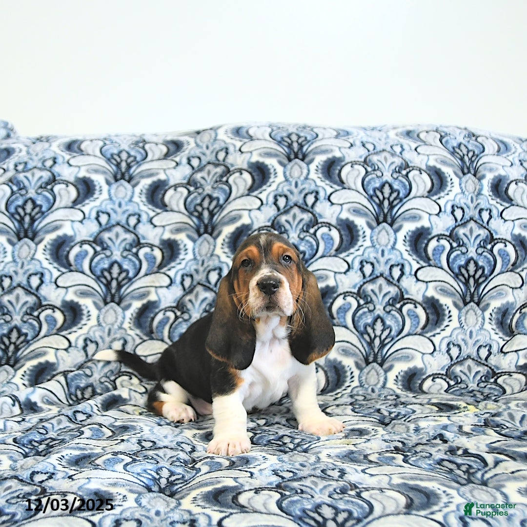 Basset Hound dogs for sale: Hilda - Ad 5