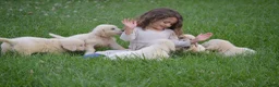 Golden Retriever dogs for sale: FULL AKC Miss Bailey is READY NOW! - Ad 6