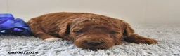 Mini Goldendoodle dogs for sale: Winston - Ad 15
