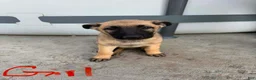 German Shepherd dogs for sale: Blondie - Ad 9