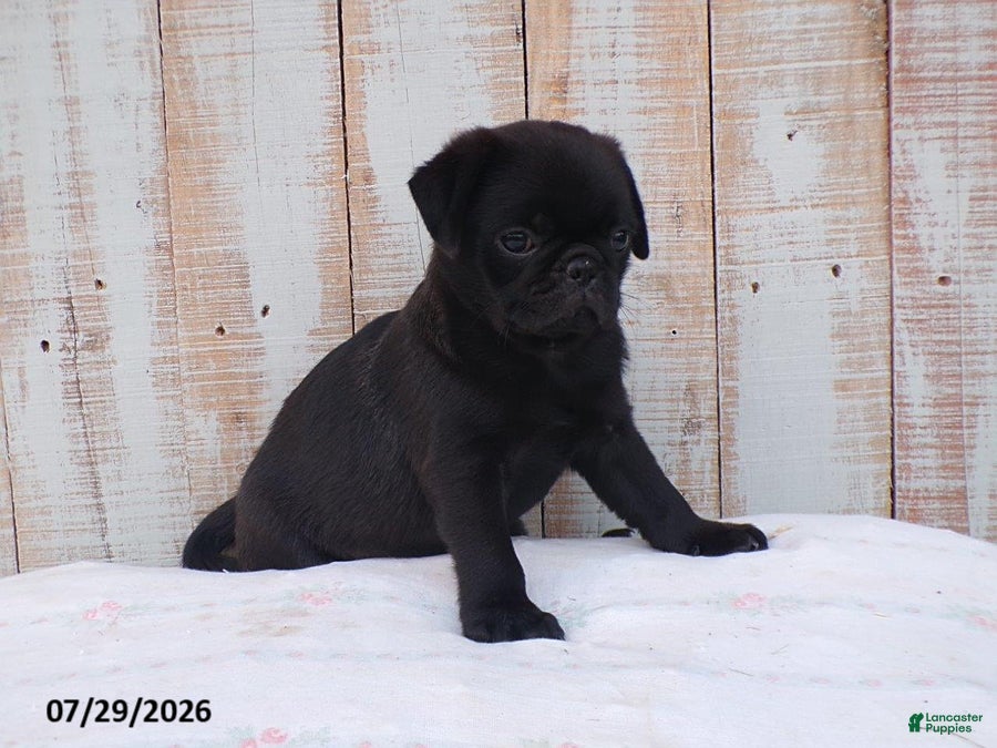 Pug dogs Mack - Ad 1