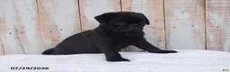 Pug dogs for sale: Mack - Ad 1