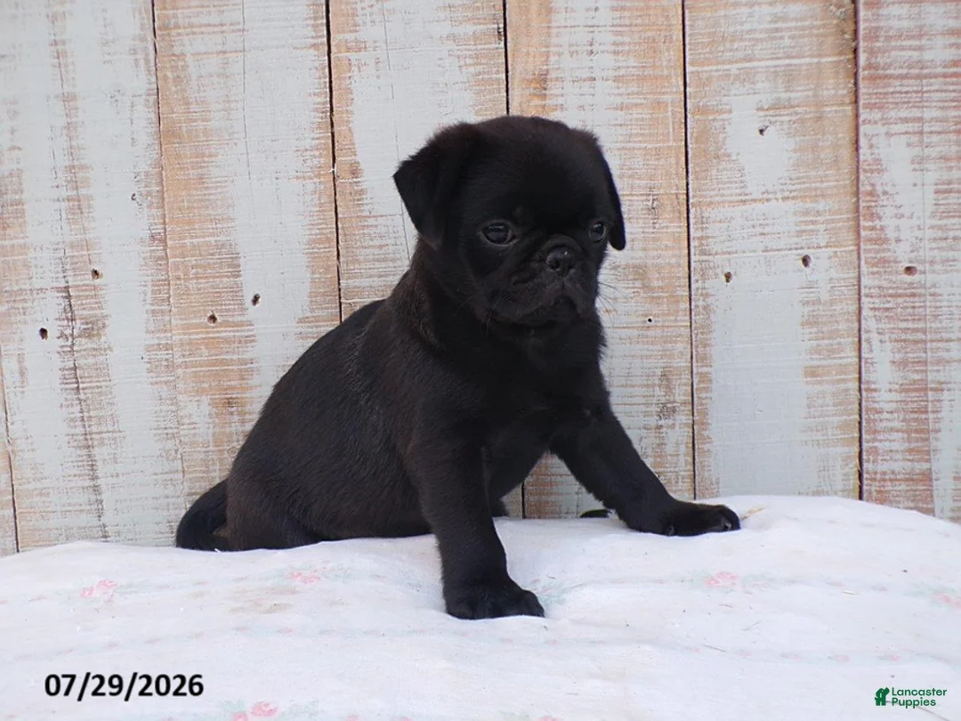 Pug dogs for sale: Mack - Ad 1