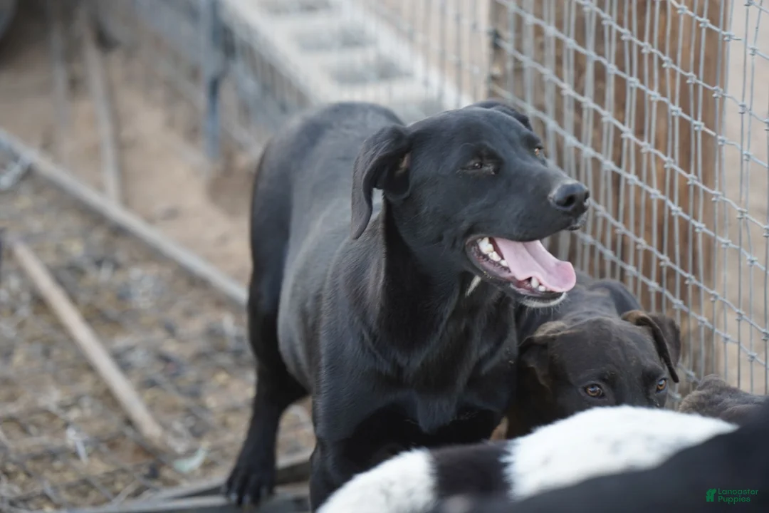 Mixed Breed dogs for sale: Jet Tiscar Farm Dog - Ad 42