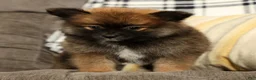 Pomeranian dogs for sale: Mandy - Ad 3