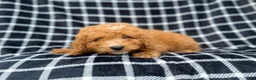 Mini Goldendoodle dogs for sale: Lenny - Ad 8