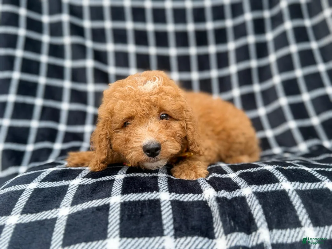 Mini Goldendoodle dogs for sale: Lenny - Ad 8
