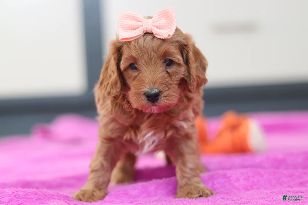 Cavapoo dogs for sale: Lexi - Ad 2