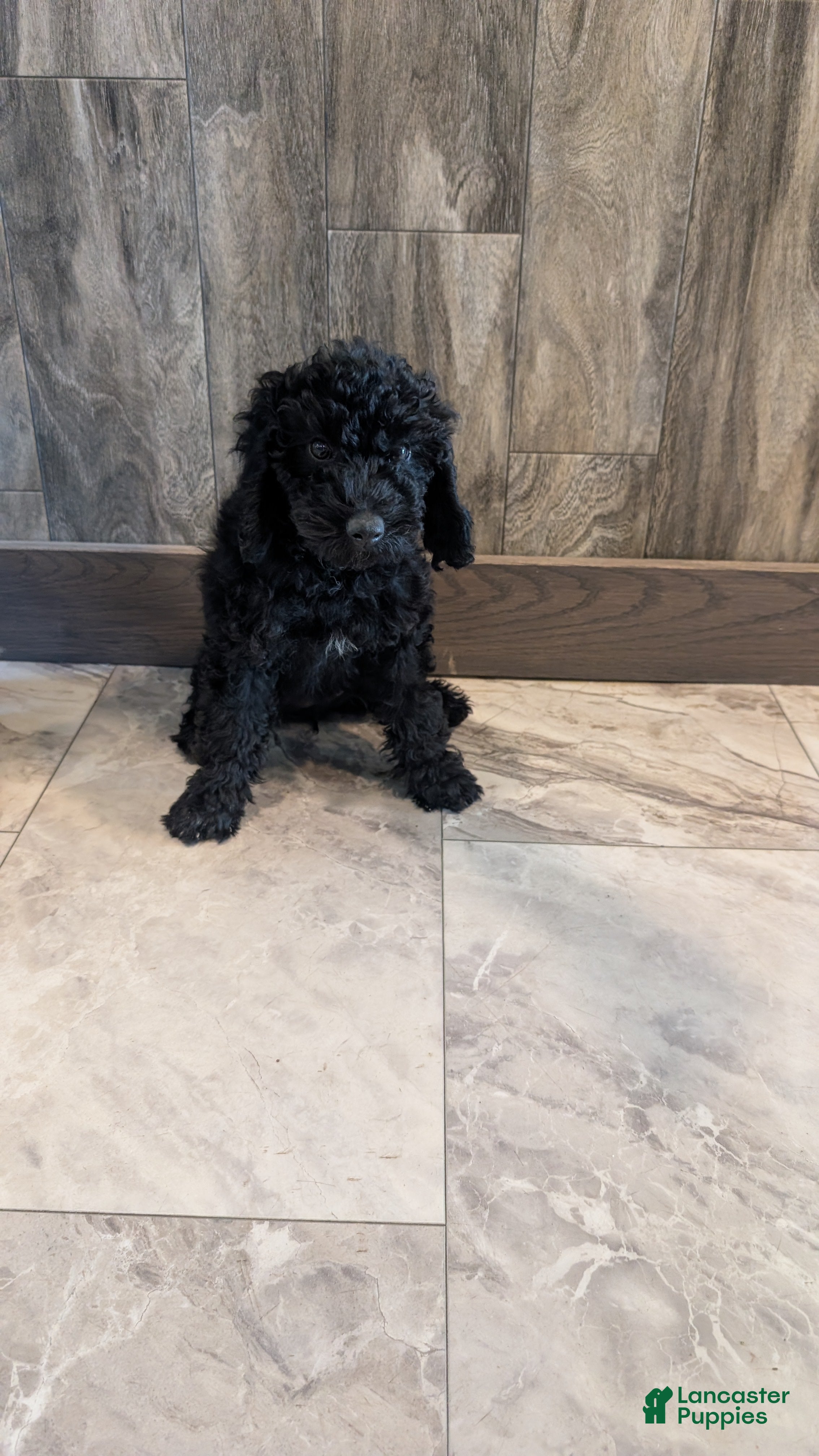 Miniature Poodle dogs Milah - Ad 1