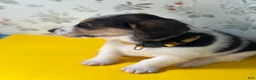 Mixed Breed dogs for sale: Sailor - Ad 4