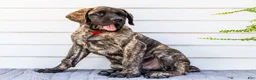 English Mastiff dogs for sale: Max - Ad 1