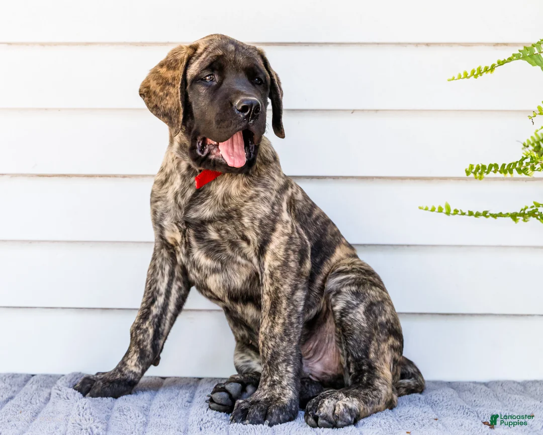 English Mastiff dogs for sale: Max - Ad 1