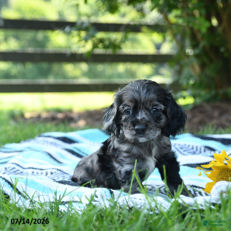 English Cocker Spaniel dogs Noodles - Ad 2