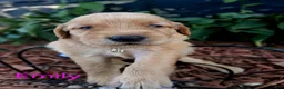 Golden Retriever dogs for sale: Emily  - Ad 1