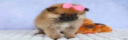 Pomeranian dogs for sale: Freya  - Ad 11