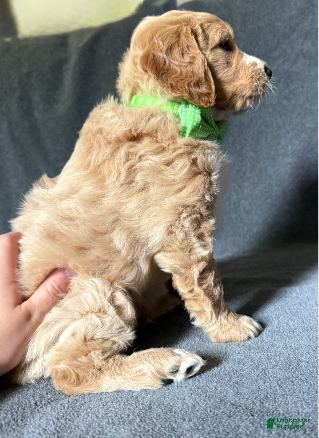 Mini Goldendoodle dogs Mini Goldendoodle 1 - Ad 2