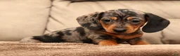 Miniature Dachshund dogs for sale: Nemo - Ad 6